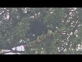 Pigeon sitting in Tree cooing