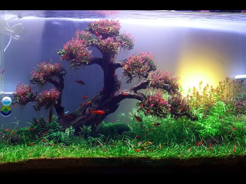 Video: Rotala Hạt Lớn Bất Thường