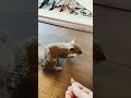 Doodle Loves Teddy Swims 😍 #squirrels #squirrel #wildlife #pets
