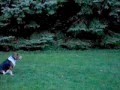 Off Leash Dog Training Beagle in MN Off Leash Dog Training Beagle in MN