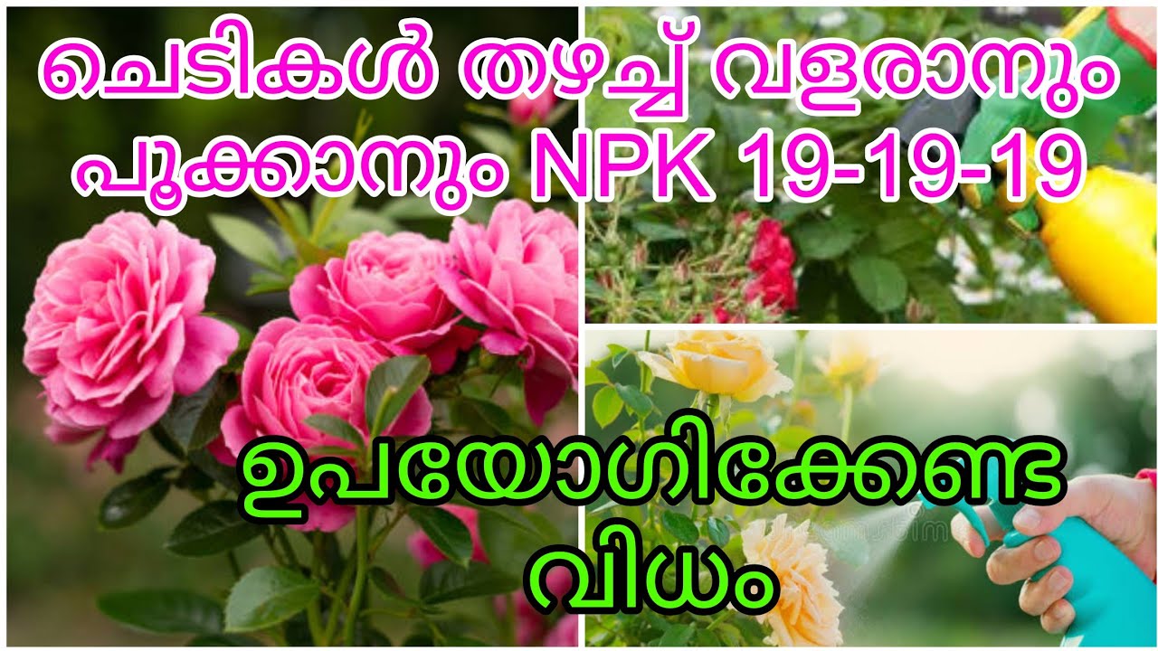 NPK 19-19-19 100% റിസൽറ്റിന് ഉപയോഗിക്കേണ്ട  വിധം. Best fertilizer for fliwering  plant .