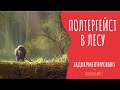 ПОЛТЕРГЕЙСТ В ЛЕСУ ( Страшная история )