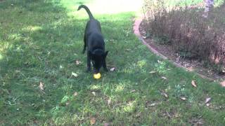 Nox - Australian Kelpie - my first lemon by Nox M 41 views 9 years ago 21 seconds