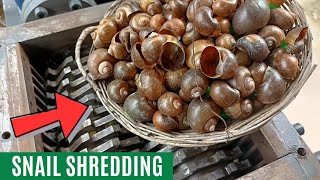 Snails vs Shredder | Oddly Satisfying Videos