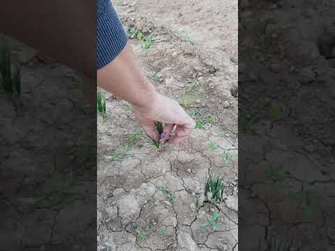 الطريقة المستعملة لقطف زهرة الزعفران