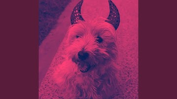 Pulsating Backdrops for Coziest Dogs