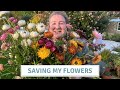 Cutting Dahlias, Drying Strawflowers and Pruning Lavender