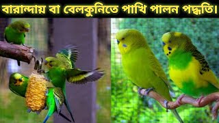 বারান্দায় পাখি পালন।Poultry on the balcony .Ms masum vlog