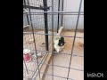 Birds park video