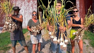 The Harvest Of 10,000 Bulbs Of Garlic BY HAND