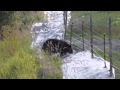 bear vs the electric fence.m2ts