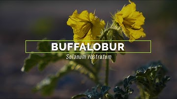 Buffalobur