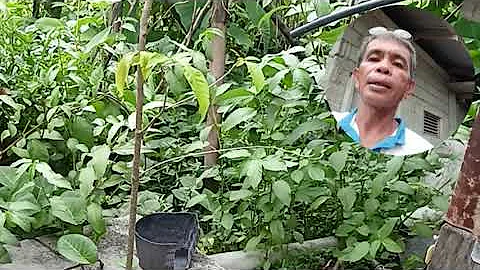 22 years old fixed dome biogas