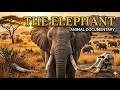 🐘 Elephant Documentary | The Gentle Giant of the Wild 🌿🔥 | Incredible Elephant Facts &amp; Intelligence
