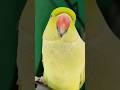 cute parrot 🦜😻 #mithu #talkingparrot #parrot #cutebird #trending #shorts #viralvideo