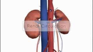 Renal Circulation/Blood Supply - Anatomy Tutorial