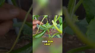 Cucumber Pruning Made EASY! Grow BIGGER Faster!