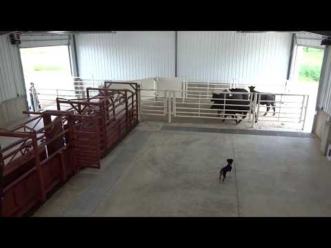 bud-box---designed-after-bud-williams-design-for-cattle-handling