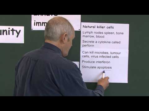 Immunity 7, Natural Killer Cells, the Large Lymphocytes