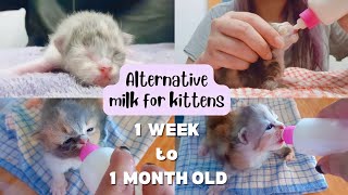 MILK FOR CATS KITTENS | BOTTLE FEEDING CATS | GATAS PARA SA PUSA by Princess Mariz L. 65,551 views 2 years ago 8 minutes, 53 seconds