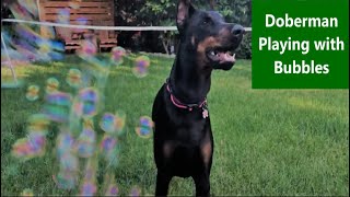 Doberman having fun playing with bubbles by Mom2Matt Plus3 1,771 views 4 years ago 1 minute, 42 seconds