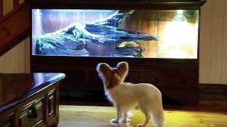 Angel the Papillon is fascinated by Alan the Northern Blue Tongue by Narelle Robinson 36 views 9 years ago 1 minute, 5 seconds