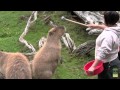 Behind-The-Scenes: Capybara
