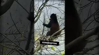 Животные, которые не играют по правилам: Топ-3