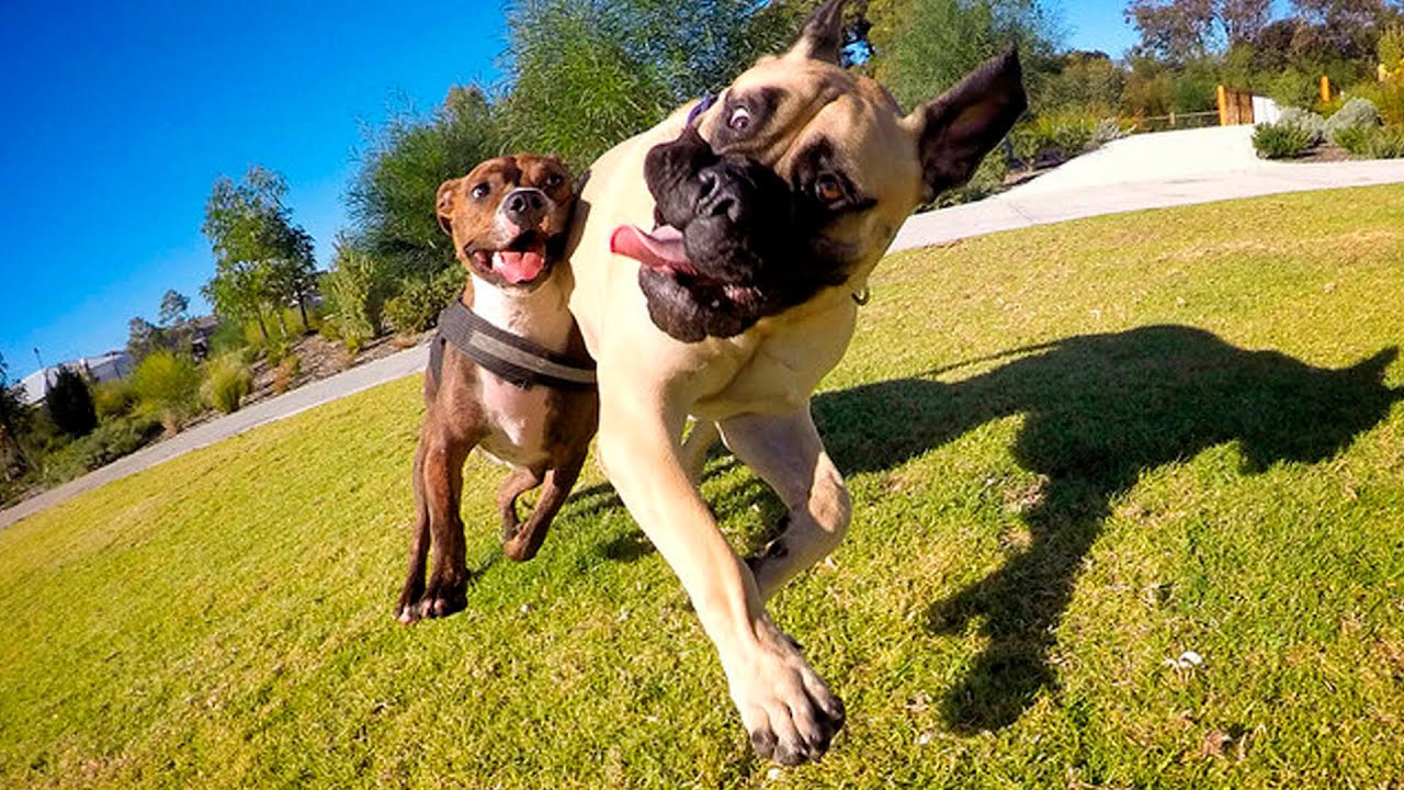 dogs playing