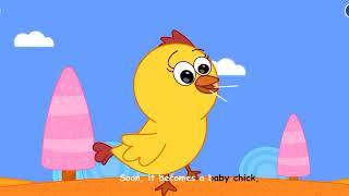 life cycle of chicken 🐔🐔 ll learn with song ll KidloLand