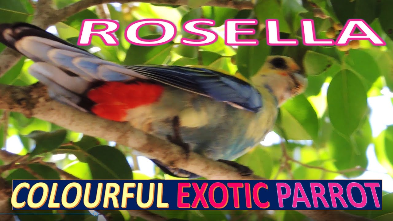 🇦🇺 📹🦜Colourful! | Pale-headed | Rosella | Parrot | Exotic Bird