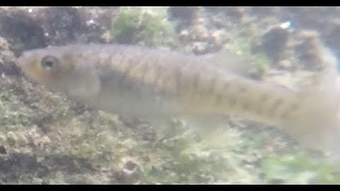 Mummichogs and bay shrimp at HarborLab Newtown Creek 2020-0524 Part 3