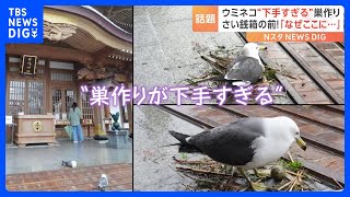 ウミネコ有数の繁殖地で話題沸騰！「なんでその場所に？」あるウミネコの“下手過ぎる巣作り”が話題｜TBS NEWS DIG