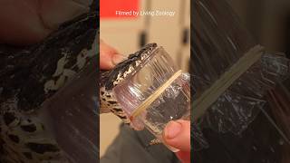 Milking of deadly venomous snakes from Australia Milking of deadly venomous snakes from Australia