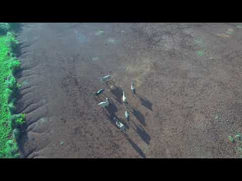 Drone em Guaíba - BR
