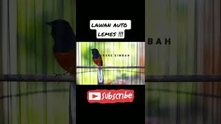 Download Lagu MANUKE SIMBAH ISIAN MEWAH || vidio full https://youtu.be/mEePJuxoef4 MP3