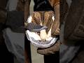 Hoof Cleaning #hoofcleaning #satisfying #farrierlife #horsecare #horse