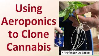 Using Aeroponics to Clone Cannabis