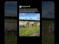CATTLE SOCIAL INTERACTION