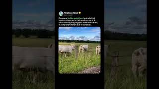 CATTLE SOCIAL INTERACTION