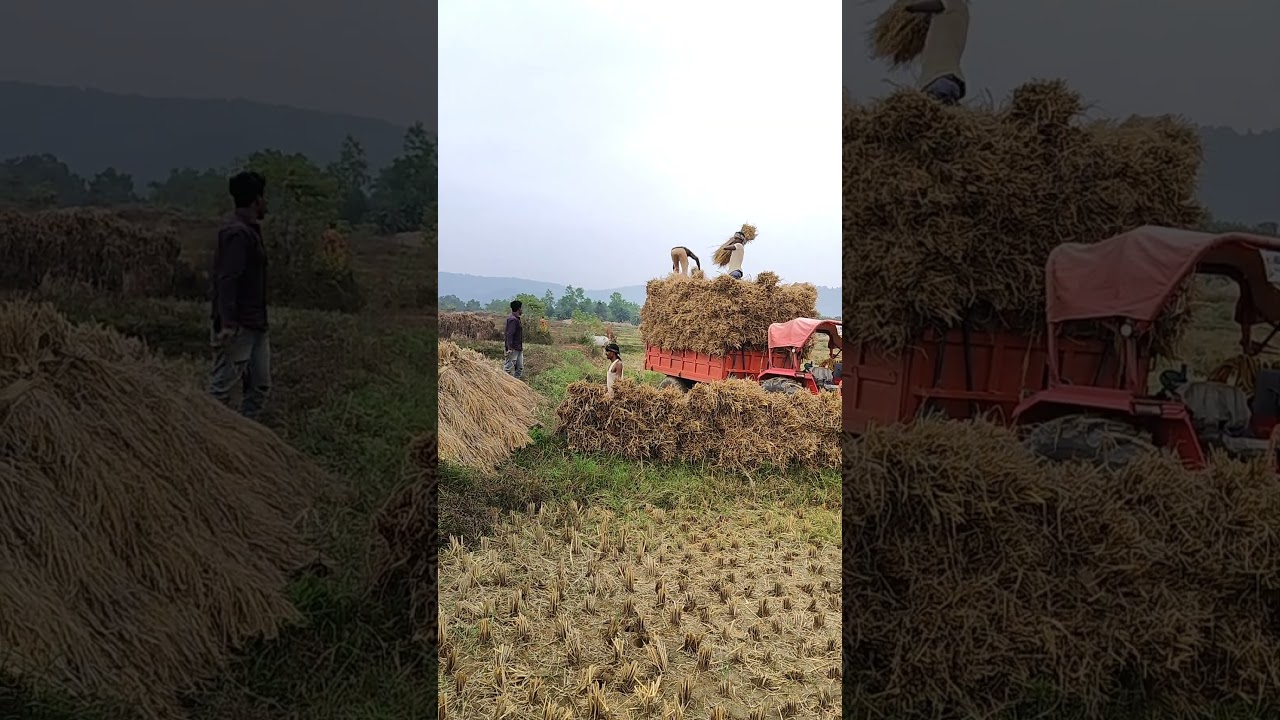 Santali Traditional Video 2023 // 