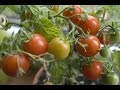 Tomato farming    in baatein kheti ki  on green tv