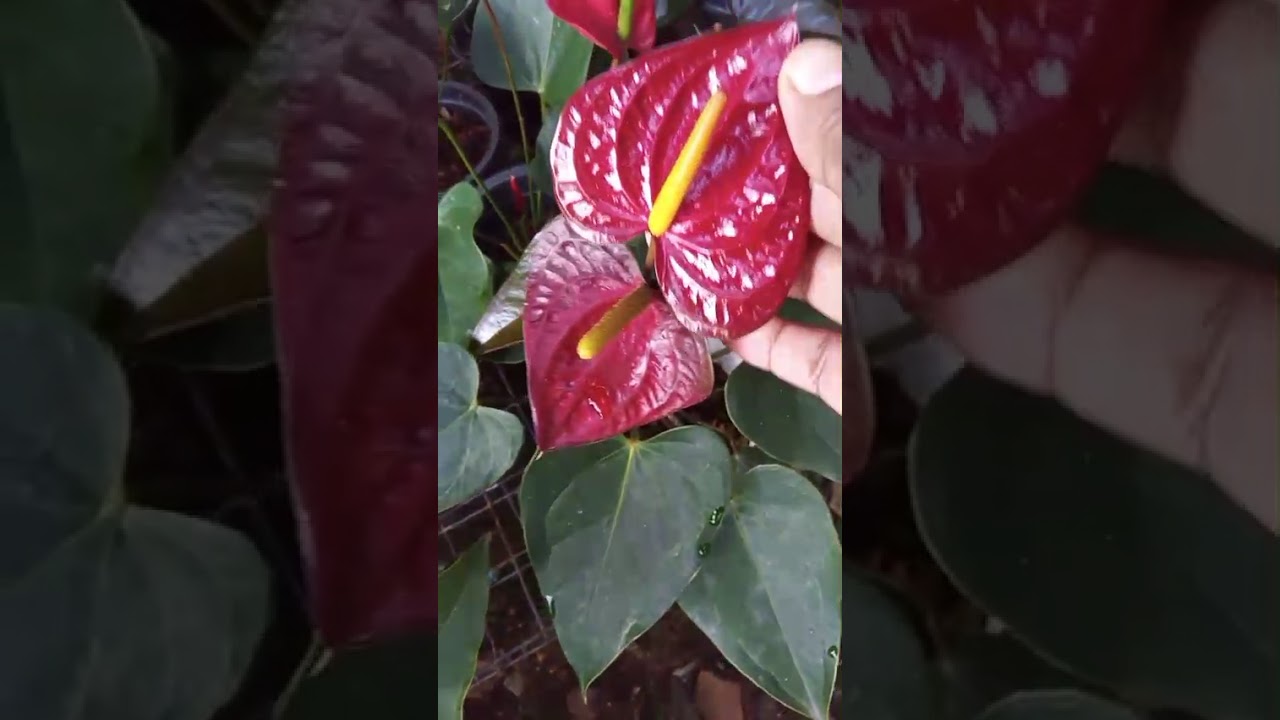 වටිනාම වර්ග වලින් බලලාම ගන්න 0772448684