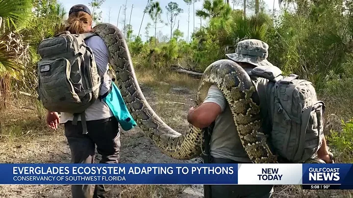 Apex predator found dead; Is the Everglades fighting back against Burmese pythons?