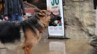 Does Shield K9 Online Training work?