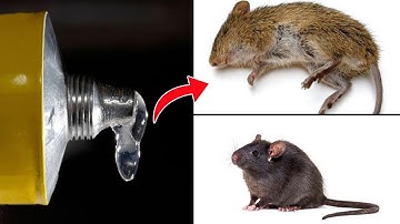 How To Get Rid of Mouse Rats, Permanently In Just 5 Minute