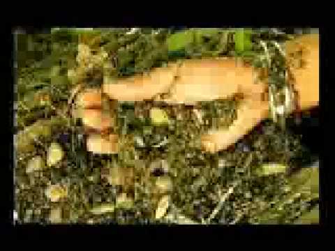 Robin N The New Revolution - Just For A day