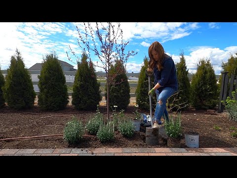 Videó: Speedwell Növényápolás – Tippek Speedwell virágok termesztéséhez