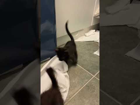 How can you even be mad? #cat #foster #kitten #kitty #cute #funnycats #viral #trending
