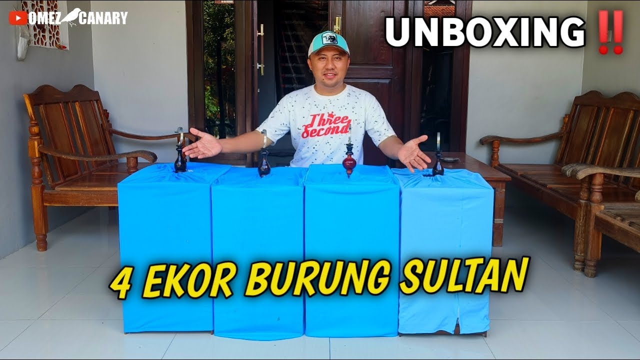 UNBOXING 4 EKOR KENARI GEDE‼️DAPET MURAH KARENA BARU SELESAI MABUNG
